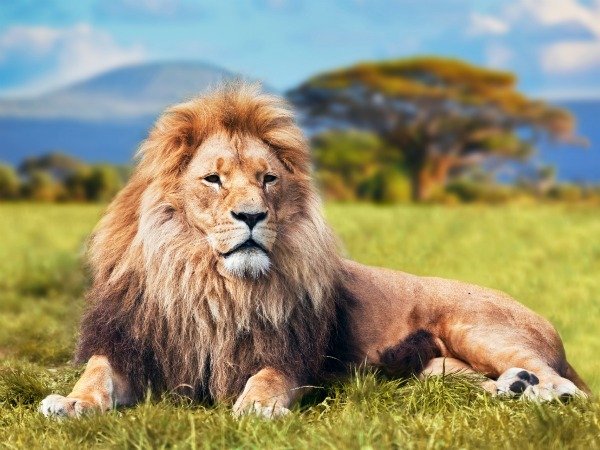 Photo of Lion Consultings