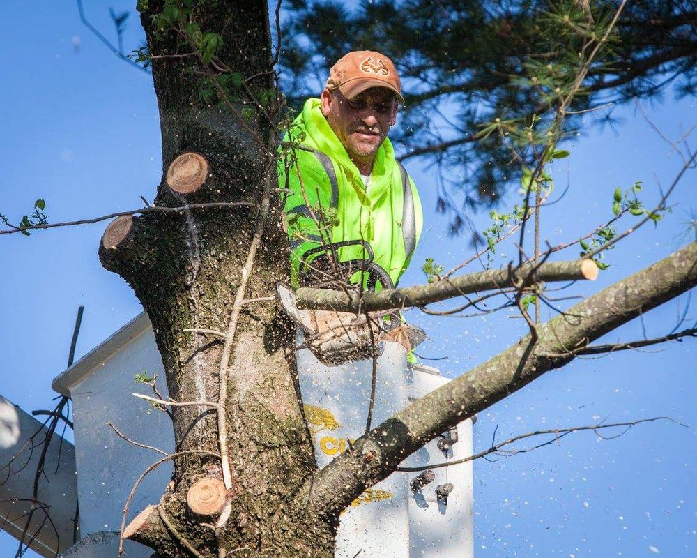 Photo of Cross Cut Tree Services and Landscaping