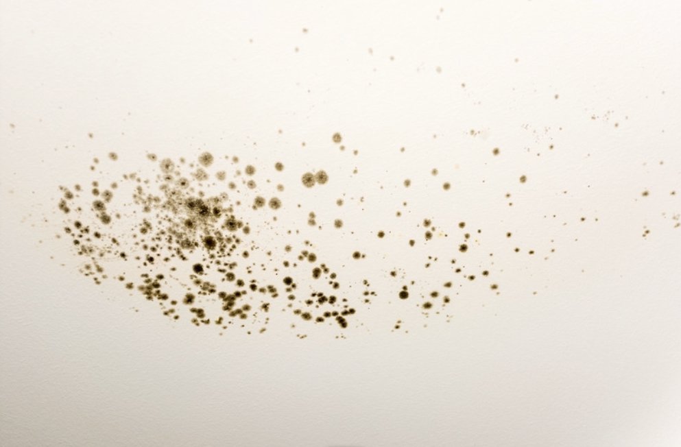 Photo of Odor Masters