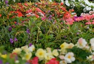 Photo of The Grounds Guys