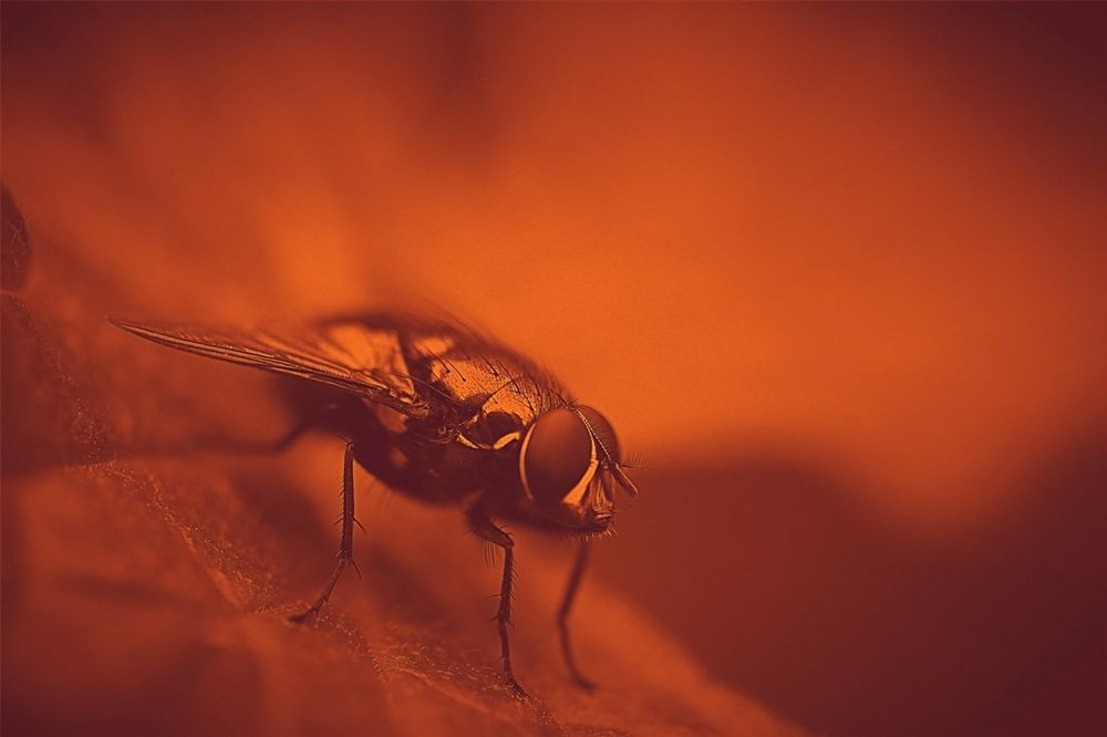 Photo of Lawn & Pest Solutions
