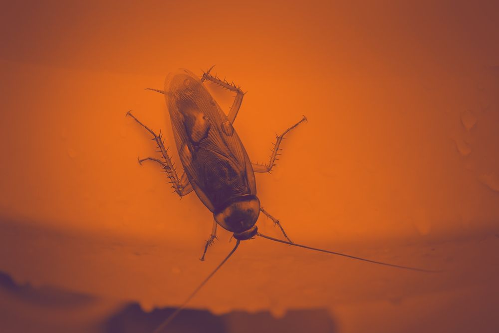 Photo of Lawn & Pest Solutions