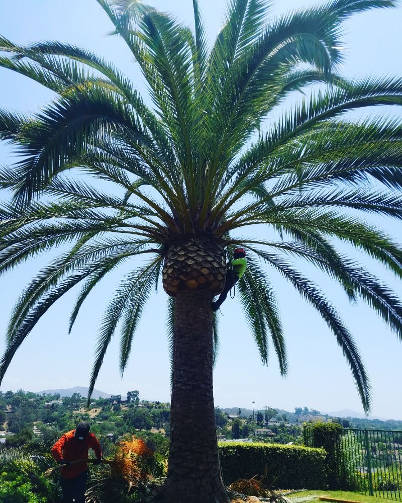 Photo of F & S Tree Service & Landscaping