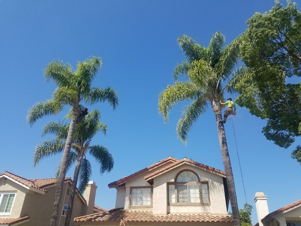Photo of F & S Tree Service & Landscaping