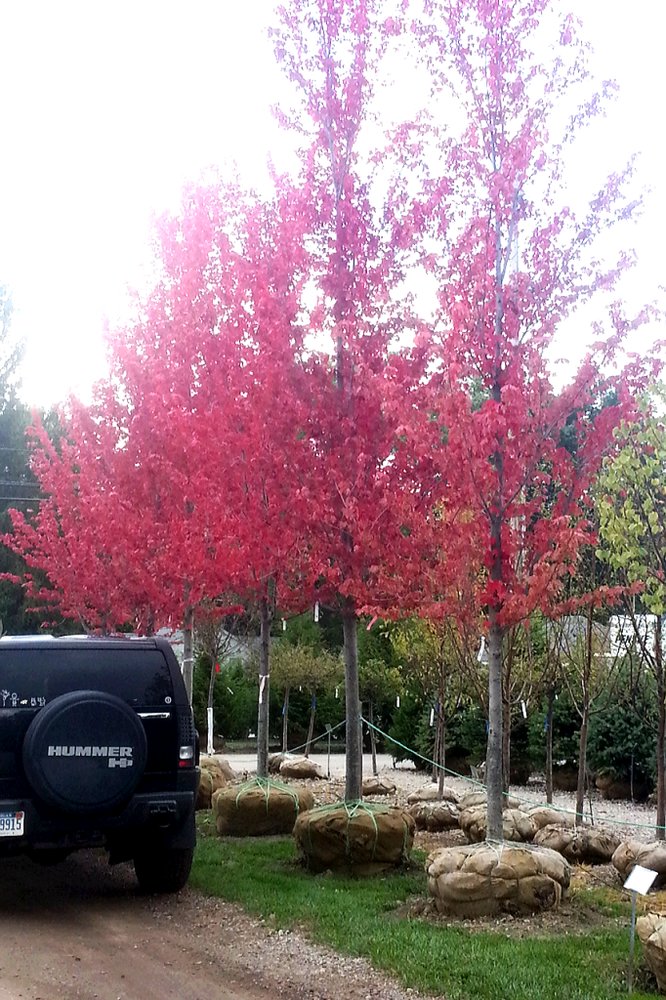 Photo of Auburn Oaks Nursery