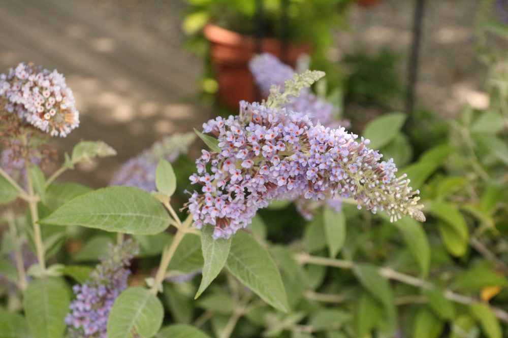 Photo of Auburn Oaks Nursery