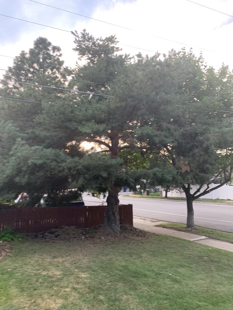 Photo of Dependable Tree service
