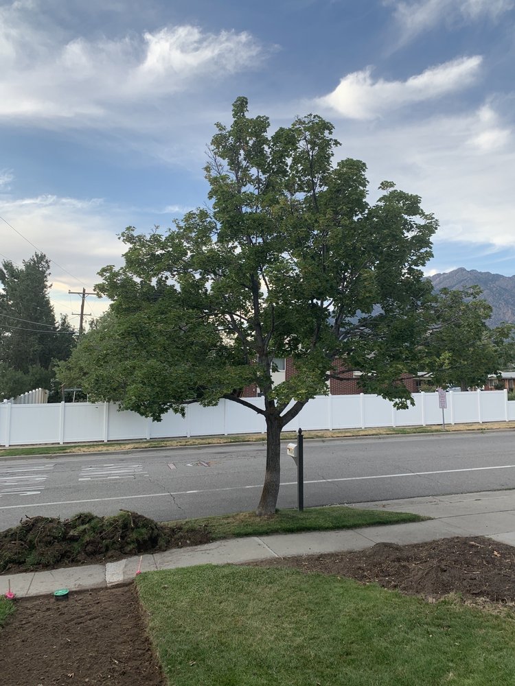 Photo of Dependable Tree service
