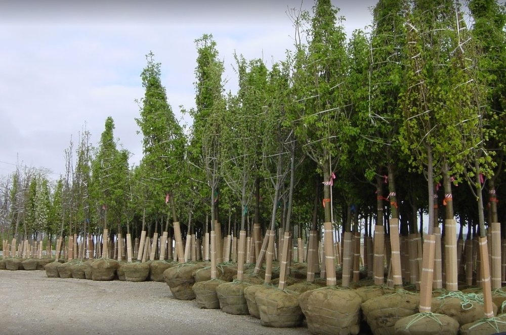 Photo of A. Brown & Son's Nursery