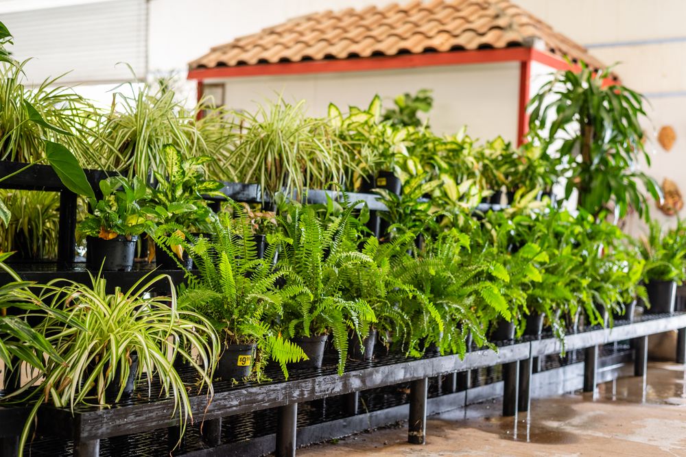 Photo of Texas Palm Trees and Irrigation