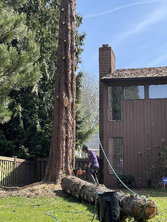 Photo of Black Diamond Tree Service