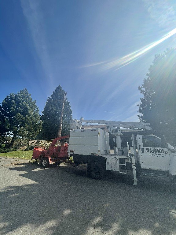 Photo of Black Diamond Tree Service