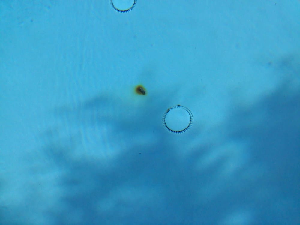 Photo of Allen's Pool Service
