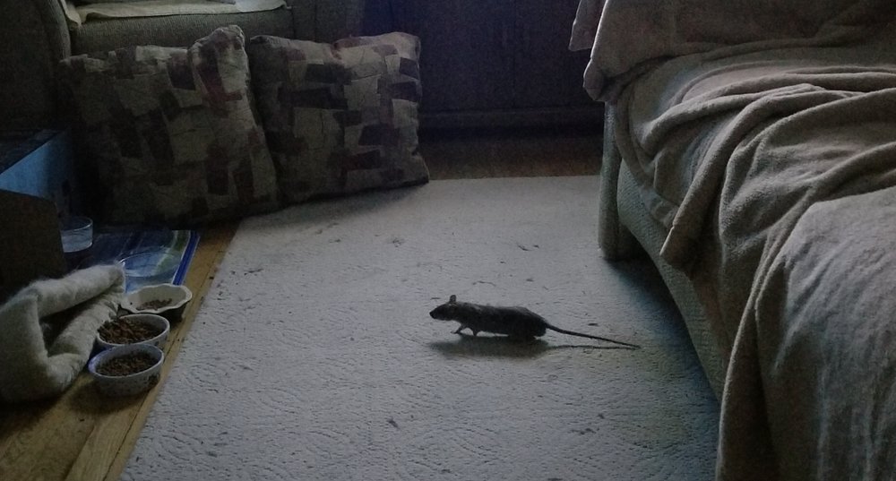 Photo of Critter Control of Southern Wisconsin