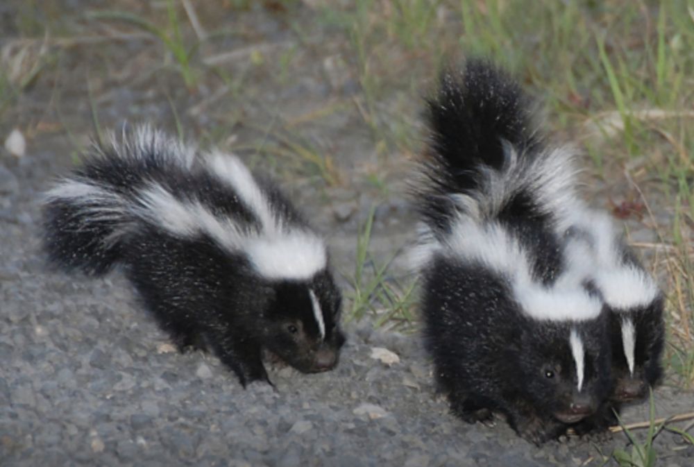 Photo of Critter Control of Southern Wisconsin