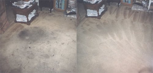 Photo of GreenShield Home & Carpet Care