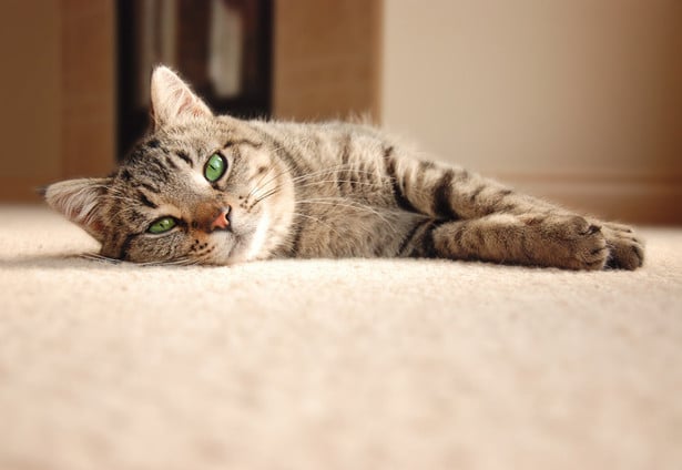 Photo of Peerless Carpet Care & Restoration Services