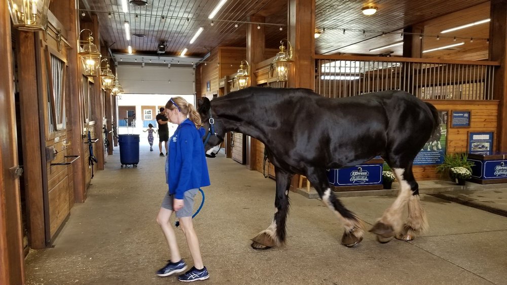Photo of Express Clydesdales