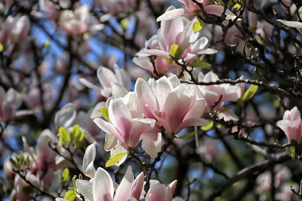 Photo of Reeves-Reed Arboretum