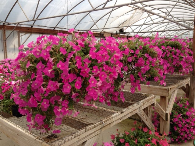 Photo of Christy's Nursery & Landscaping