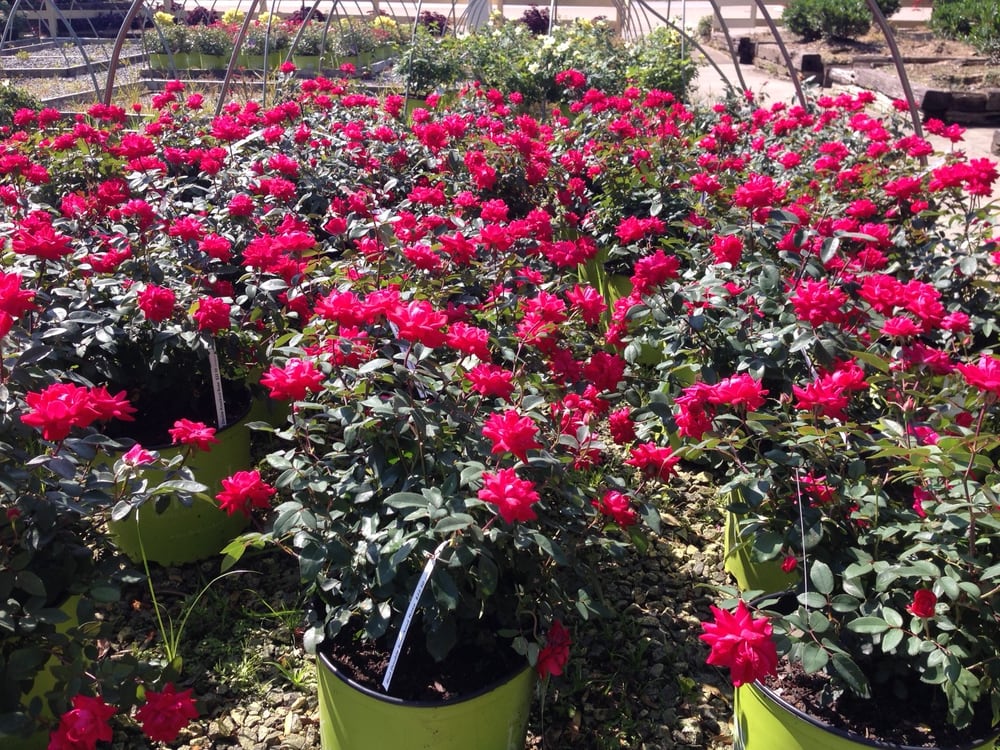 Photo of Christy's Nursery & Landscaping
