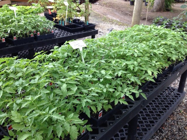 Photo of Christy's Nursery & Landscaping