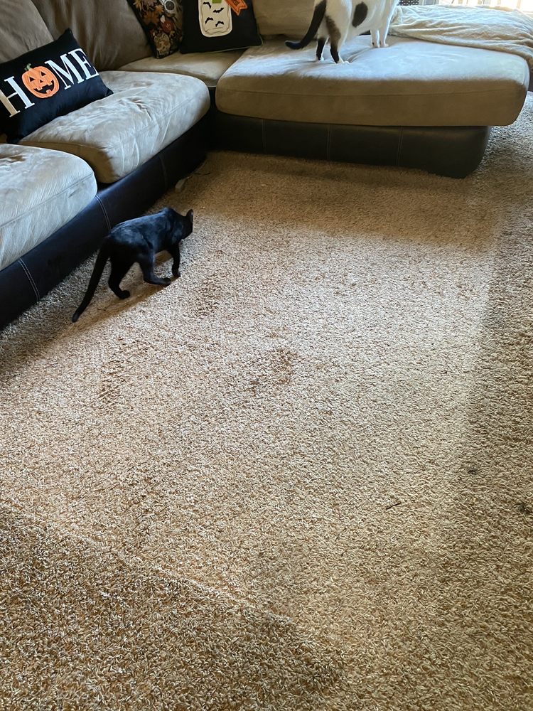 Photo of Dry & Organic Carpet Cleaning