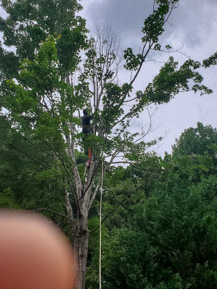 Photo of Tree Cutters of America
