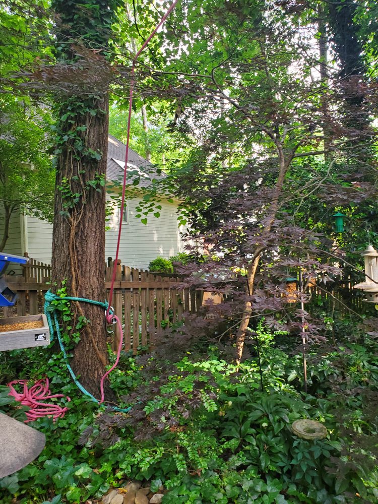 Photo of Tree Cutters of America
