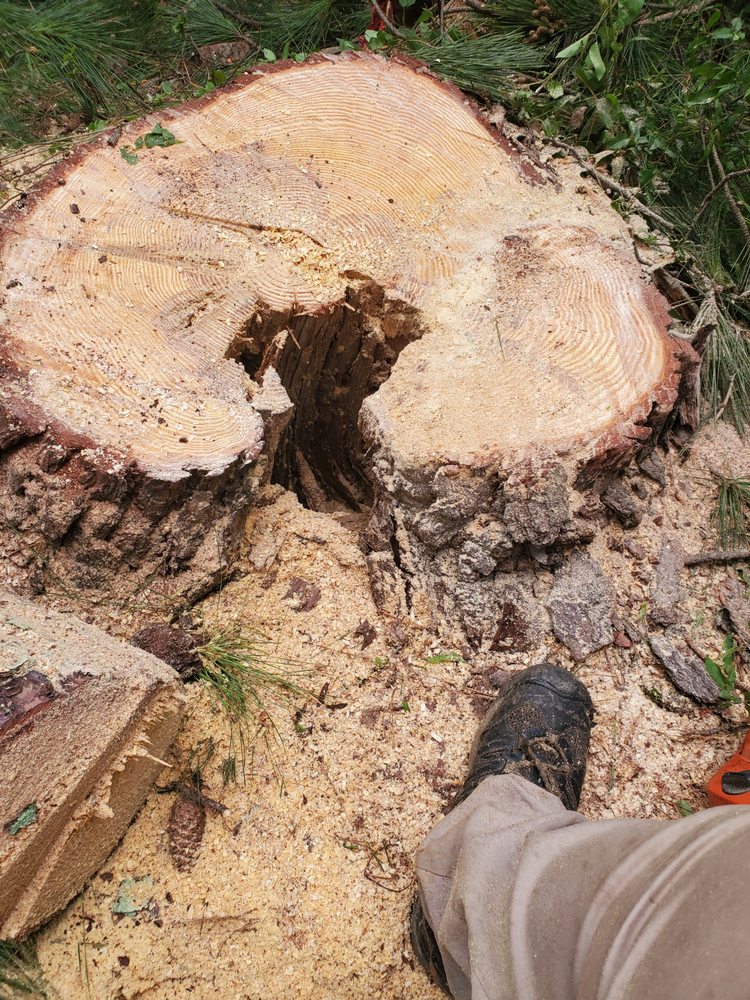Photo of Tree Cutters of America