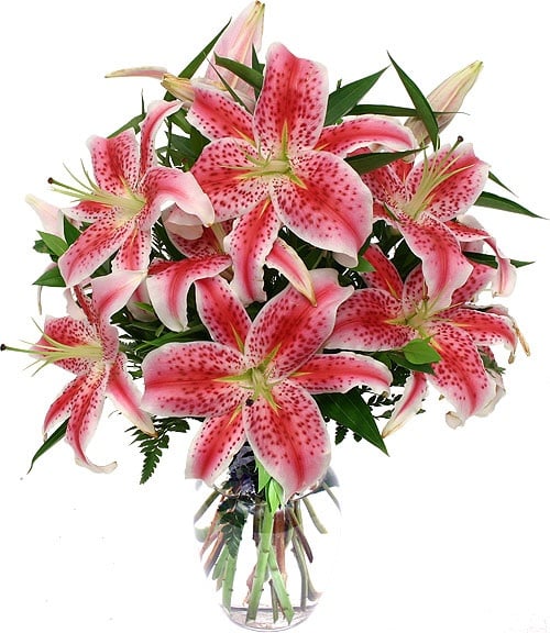 Photo of Flower Munkey