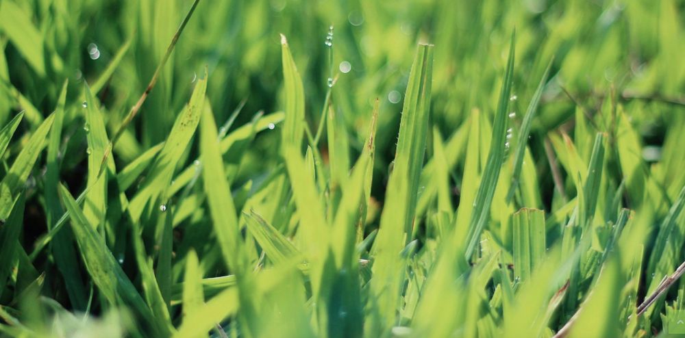 Photo of Point 2 Point Lawn Care