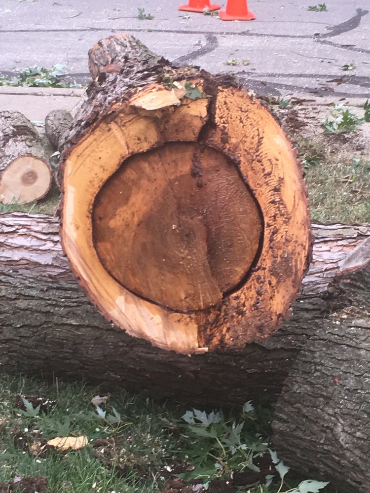Photo of Local Tree & Landscape