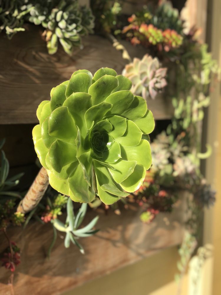 Photo of Poirier Garden Designs