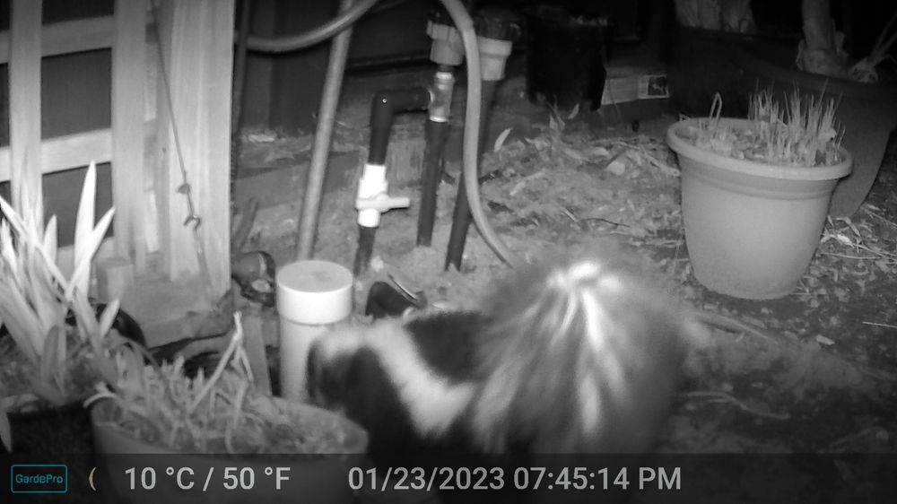 Photo of Wildlife Detectives
