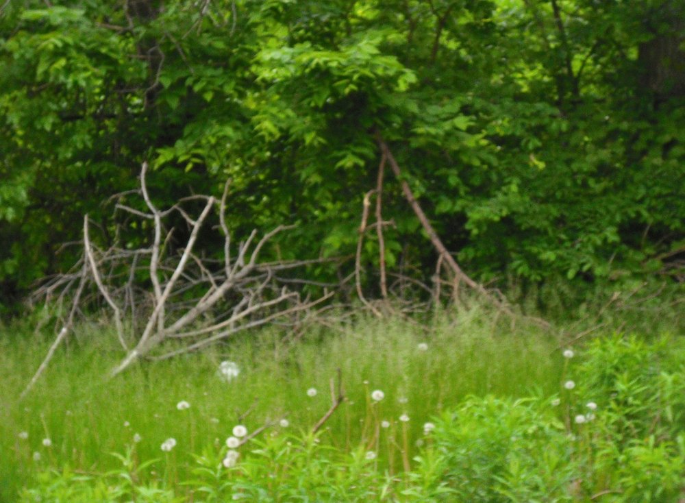 Photo of Innovative Green Concepts