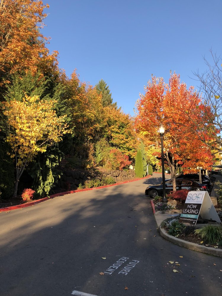 Photo of Sofi at Forest Heights