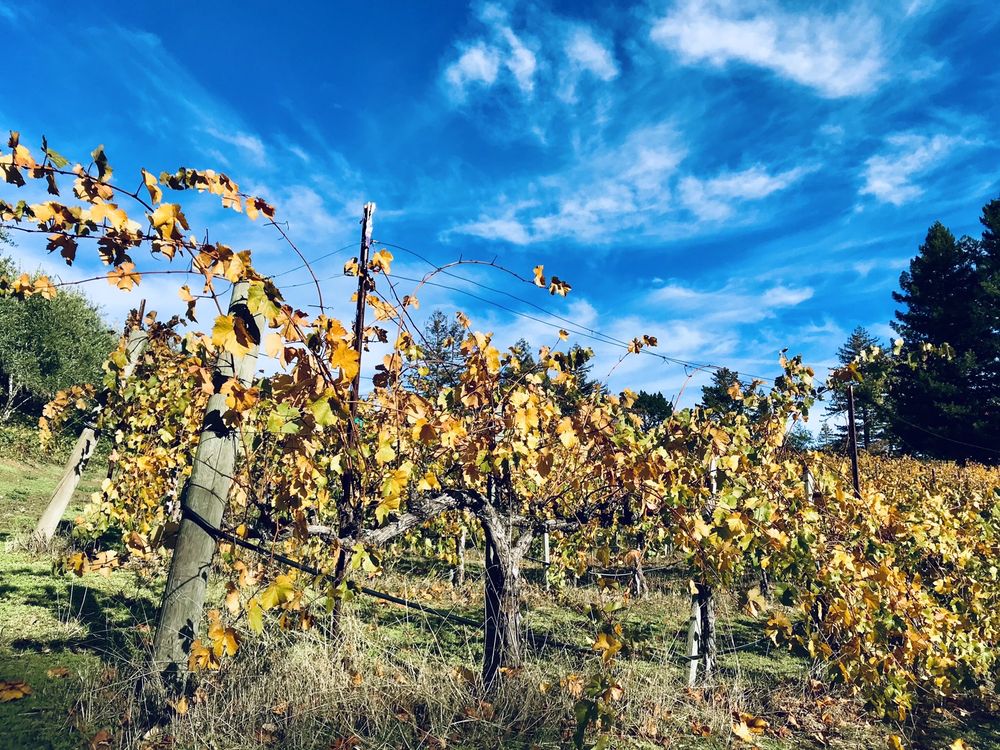 Photo of Byington Vineyard & Winery