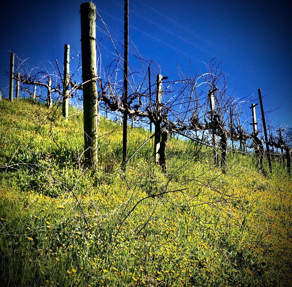 Photo of Byington Vineyard & Winery