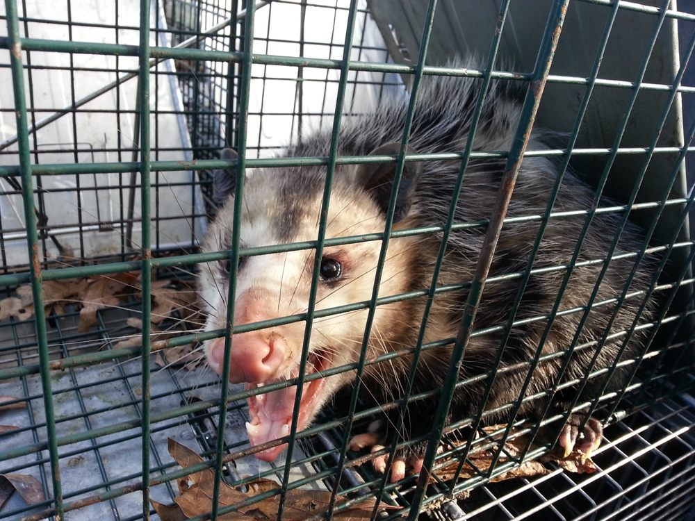 Photo of Animal Invaders Wildlife Relocation Services