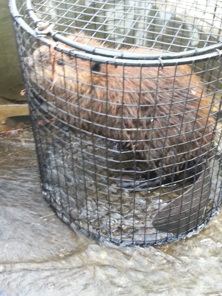 Photo of Animal Invaders Wildlife Relocation Services