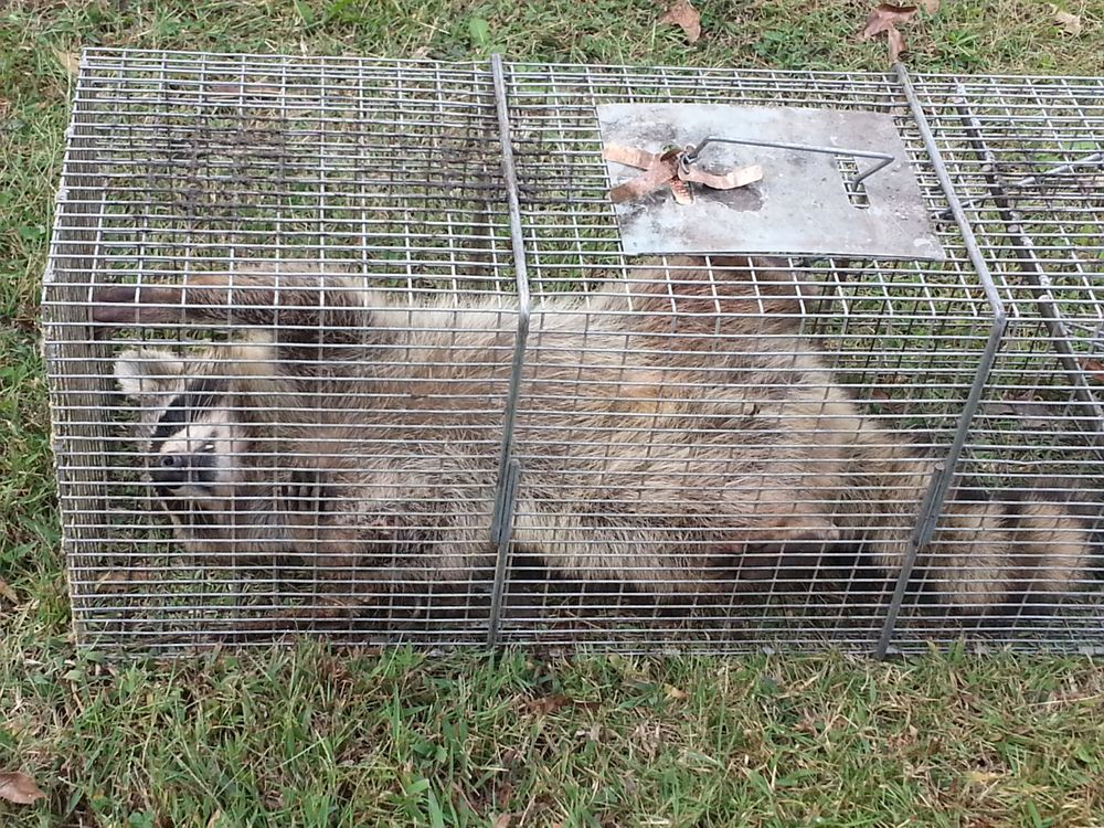 Photo of Animal Invaders Wildlife Relocation Services