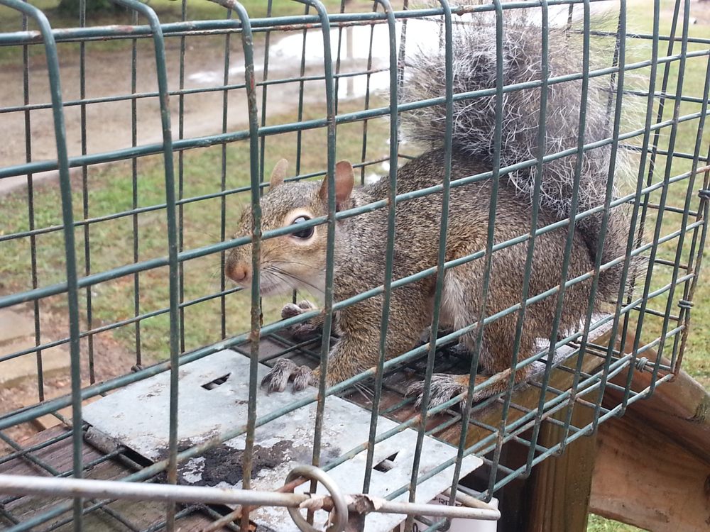 Photo of Animal Invaders Wildlife Relocation Services