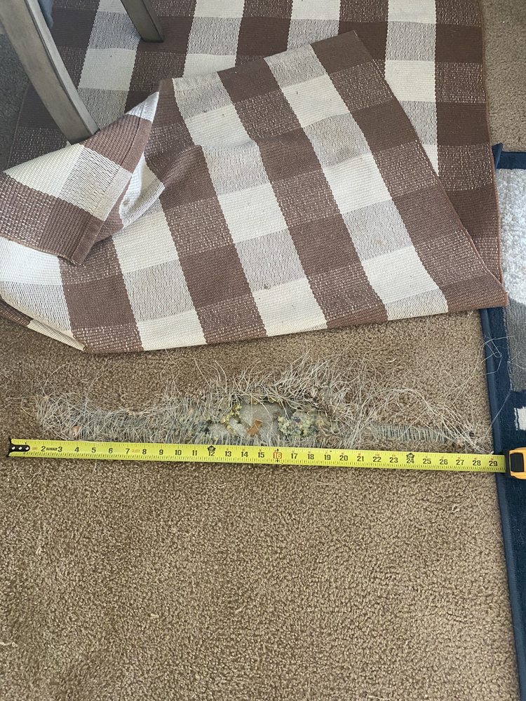 Photo of Mann's Carpet Cleaning