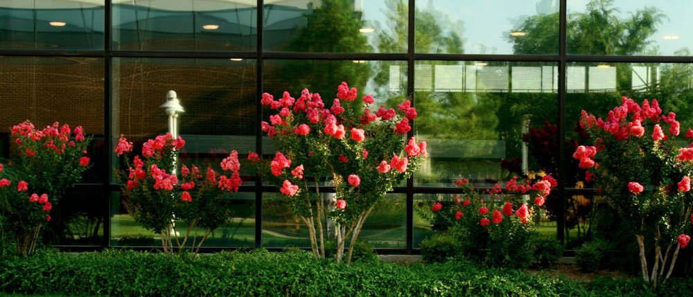 Photo of Hall Stewart Lawn and Landscape