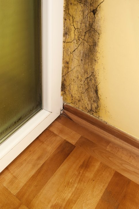 Photo of Steven Cannon Elite Services And Mold Remediation