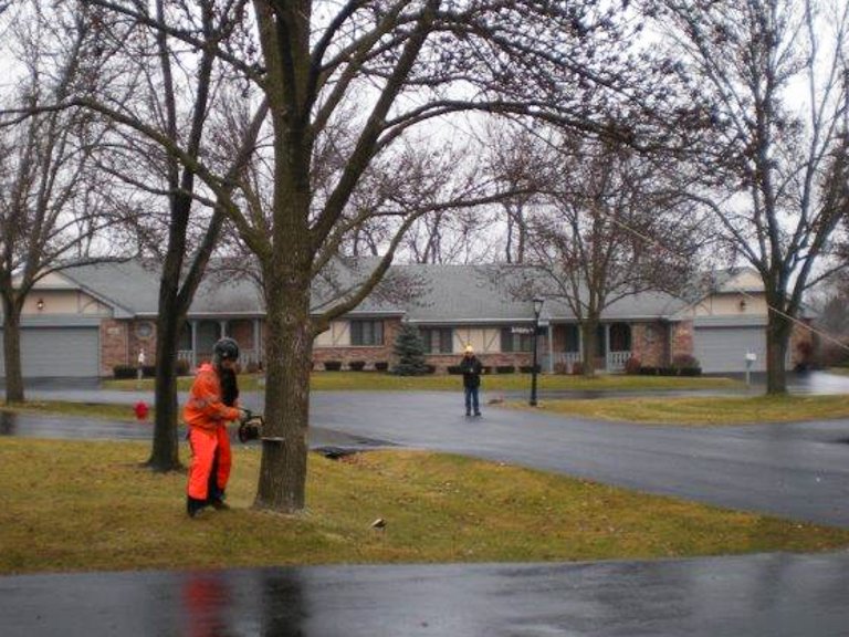 Photo of Crystal Oak Tree Service