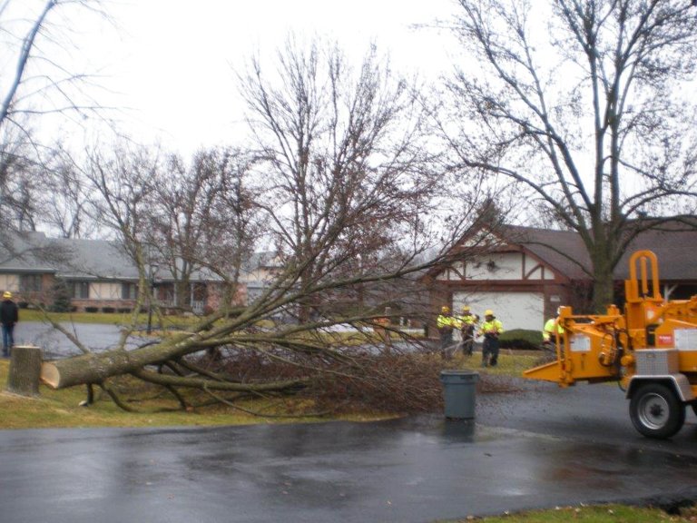 Photo of Crystal Oak Tree Service