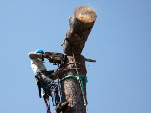 Photo of C&B Tree Service & Lawn Care