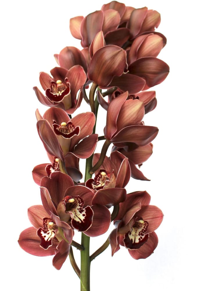 Photo of Flowers For The People